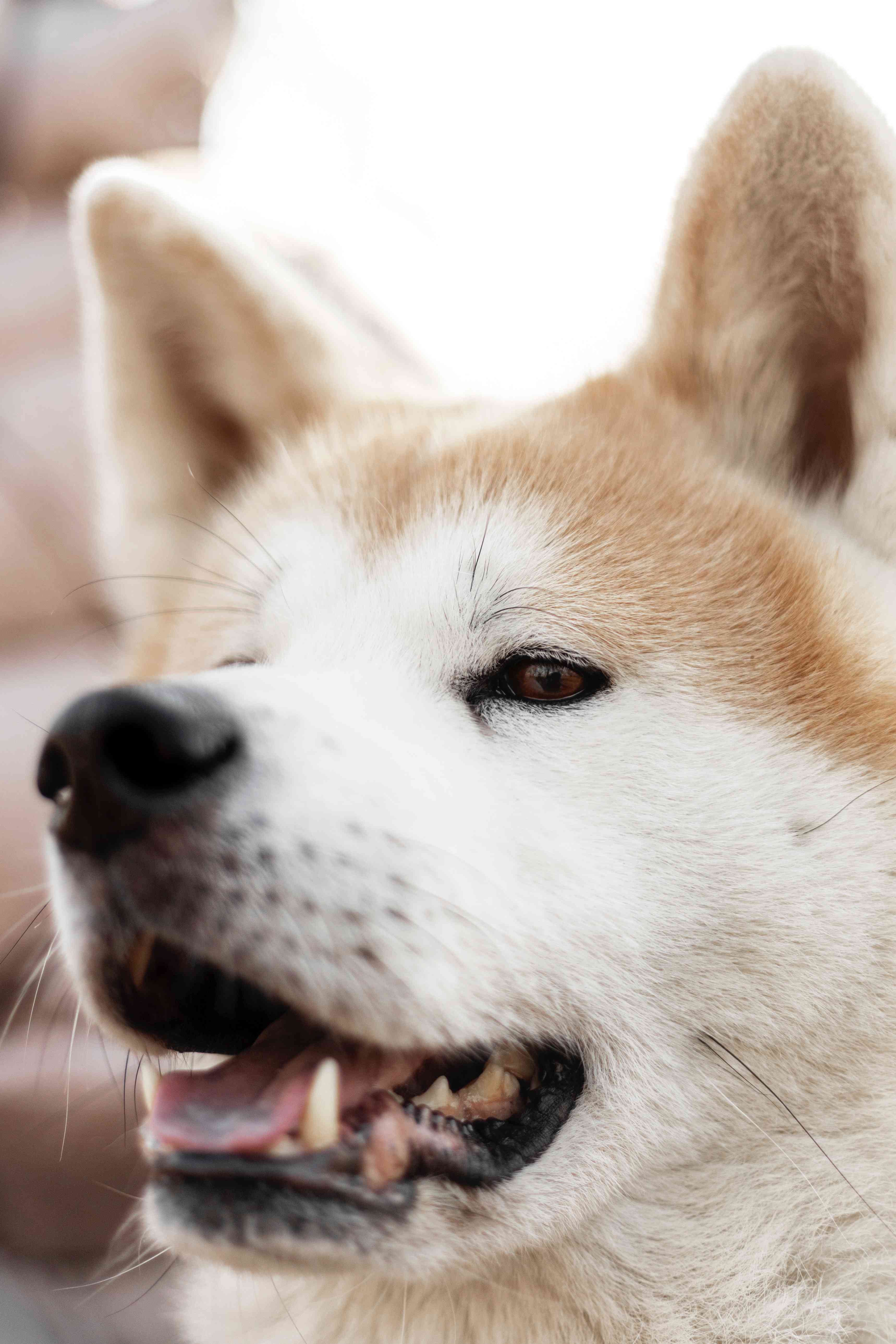 Акита-ину, выдающаяся порода, очаровала любителей собак во всем мире своим сочетанием темперамента, преданности и храбрости. Родом из Японии, эти собаки известн...