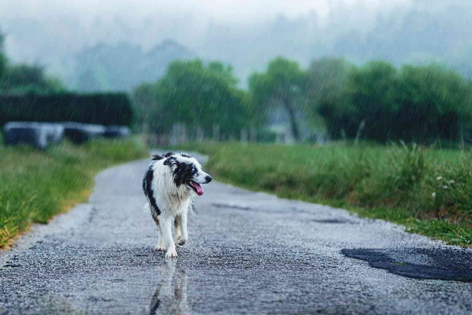 Всё, что вам нужно знать о синдроме потерянной собаки