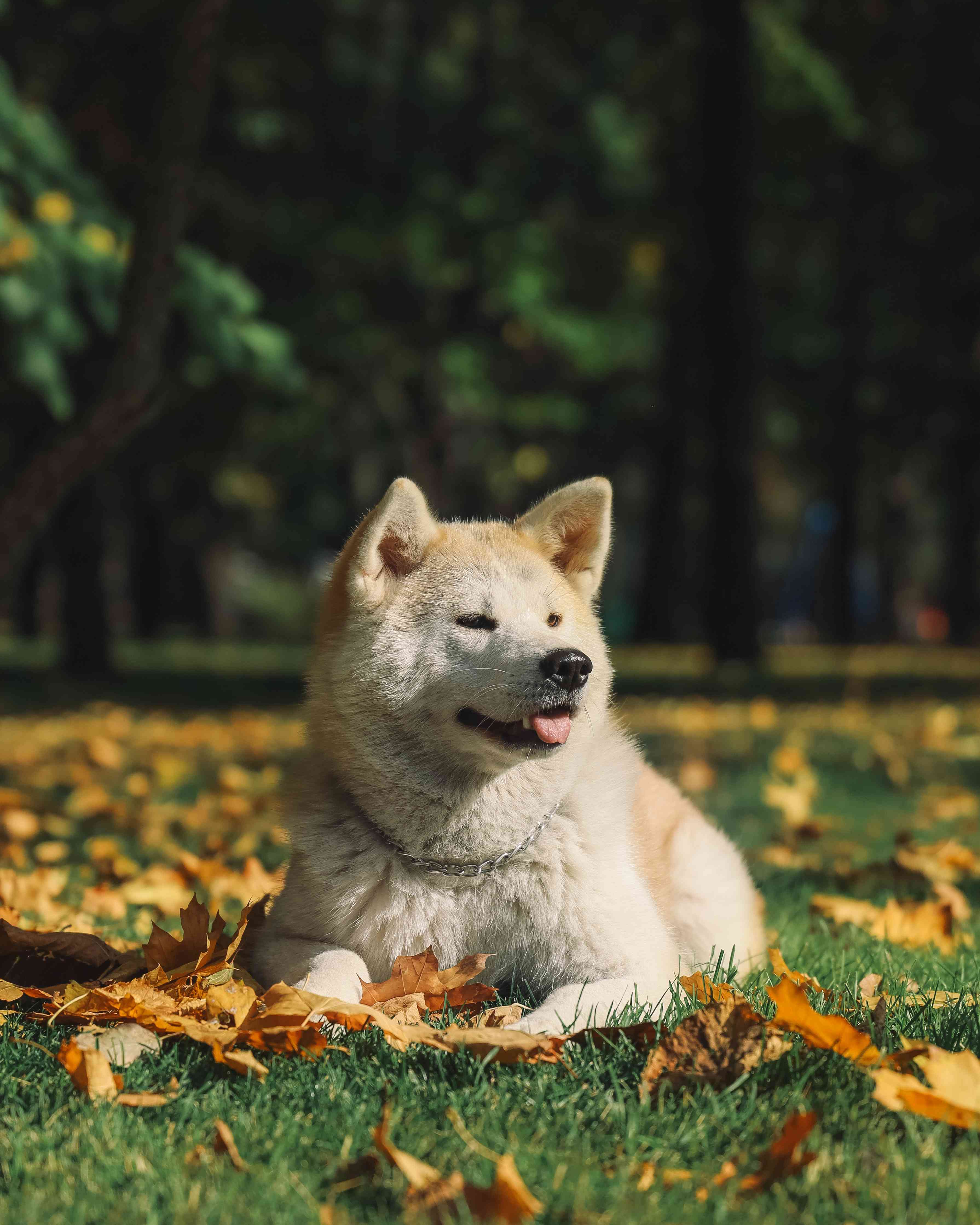 Акита-ину: характер, описание и характеристики японской породы собак
